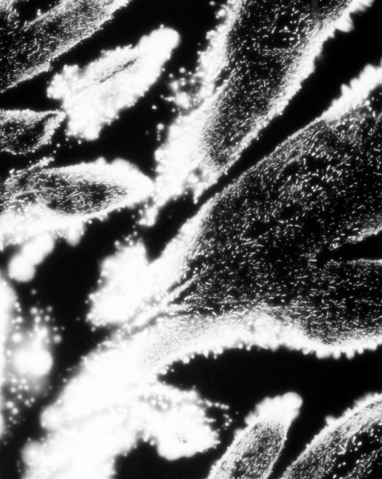 DANIELADROZ--Soffio-05--2026