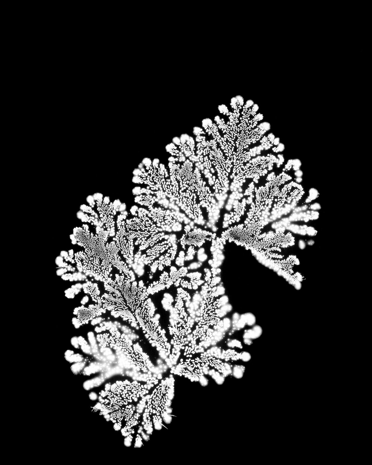 DANIELADROZ--Soffio-02--2026