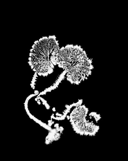 DANIELADROZ--Soffio-03--2026