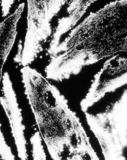 DANIELADROZ--Soffio-07--2026