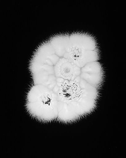 DANIELADROZ--Soffio-09--2026